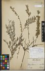 Foto von Salix repens L.
